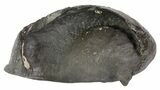 Fossil Whale Ear Bone - Miocene #63525-1